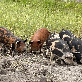 Onze scharrelvarkens in de wei