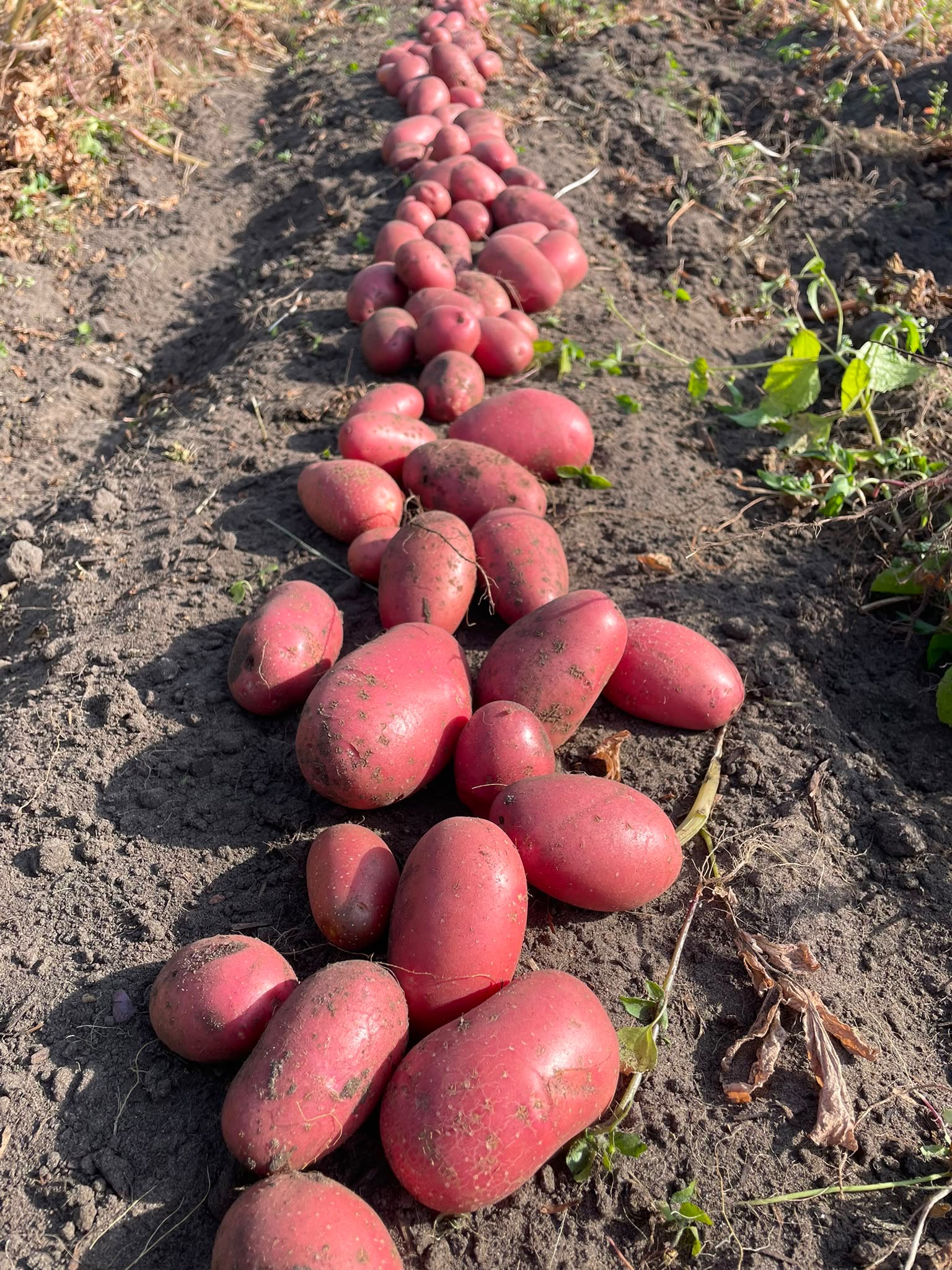 Vers geoogste aardappelen op de tuinderij