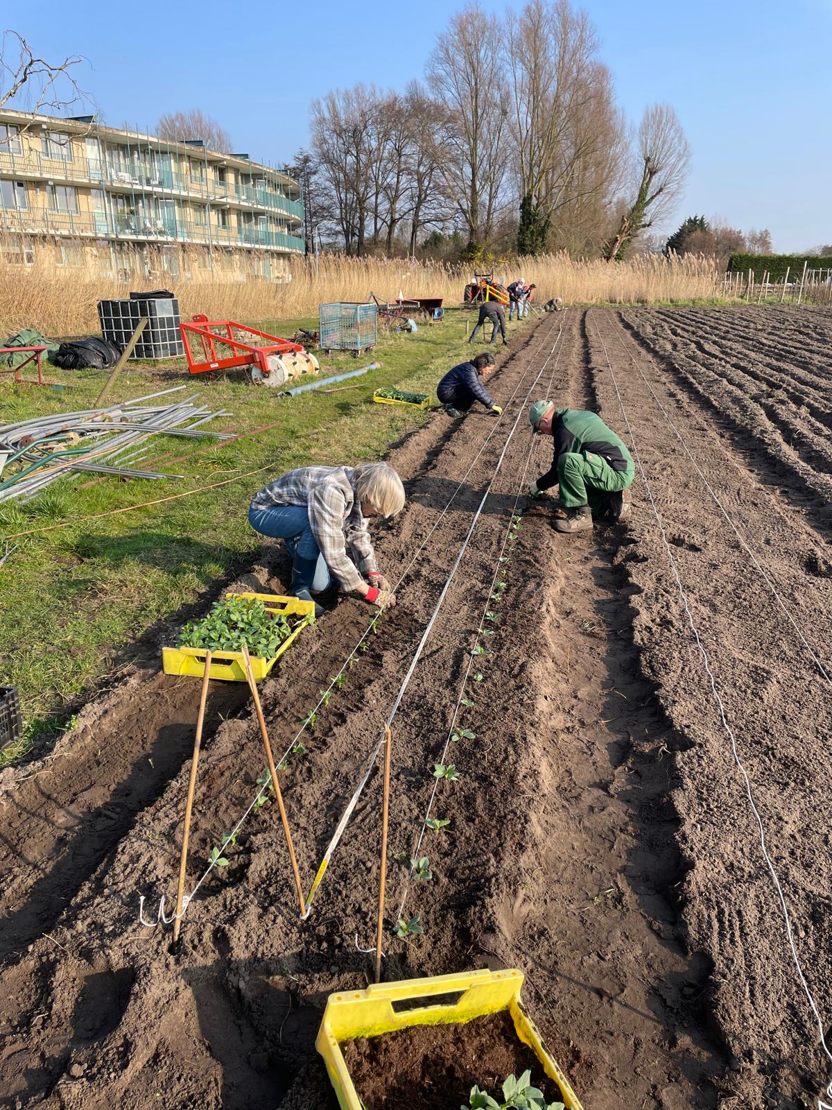 Vrijwilligers planten samen gewassen op het land van de tuinderij