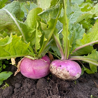 Vers geoogste meirapen in de aarde