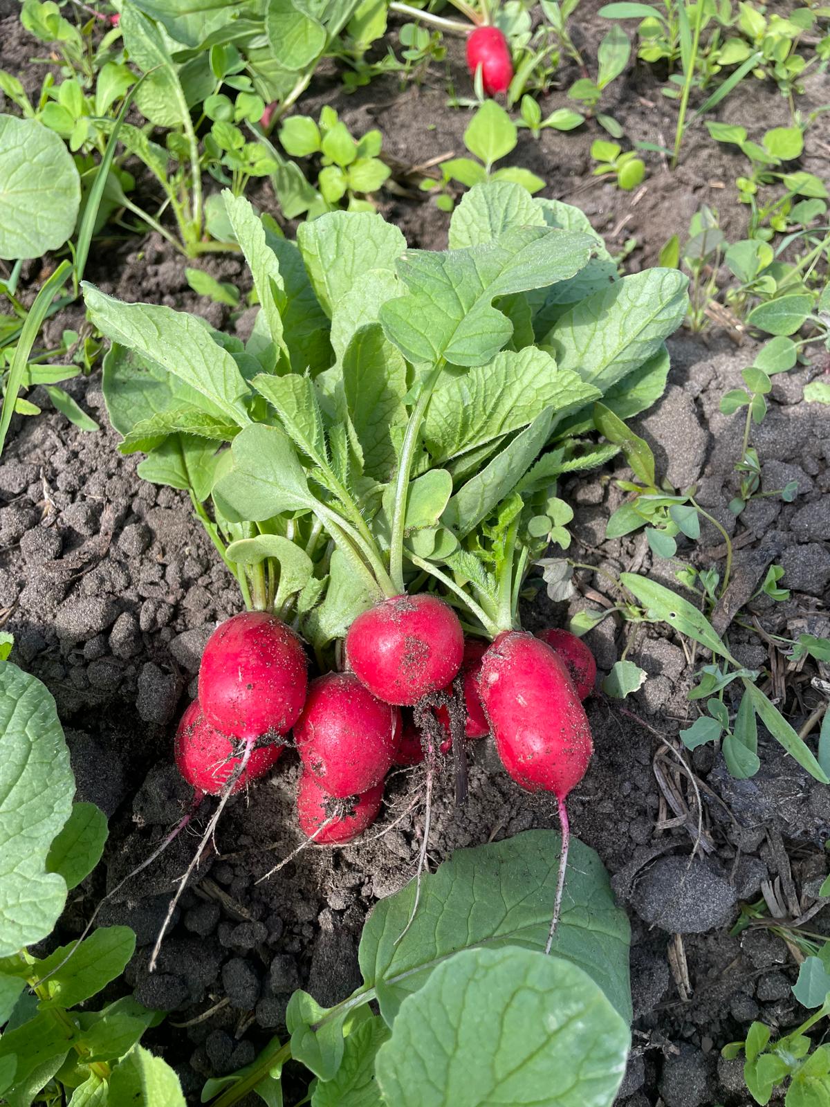 Vers geoogste radijsjes met wortels en blad in de grond