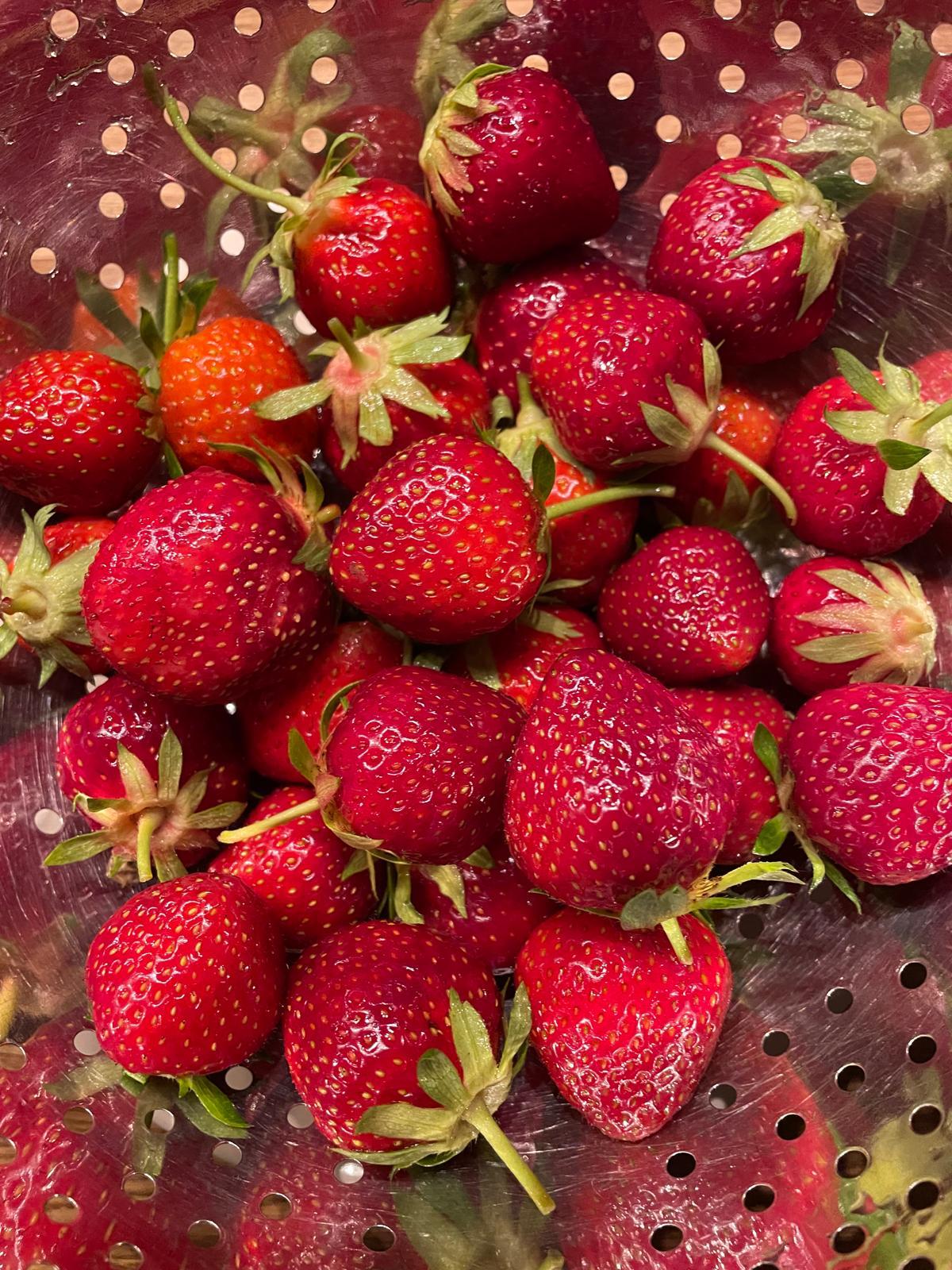Vers geplukte aardbeien in een vergiet
