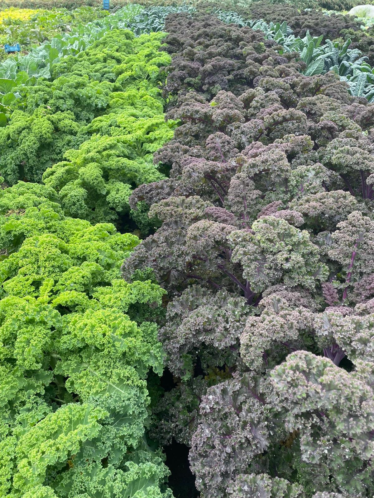 Rijen groene en paarse boerenkool op de tuinderij
