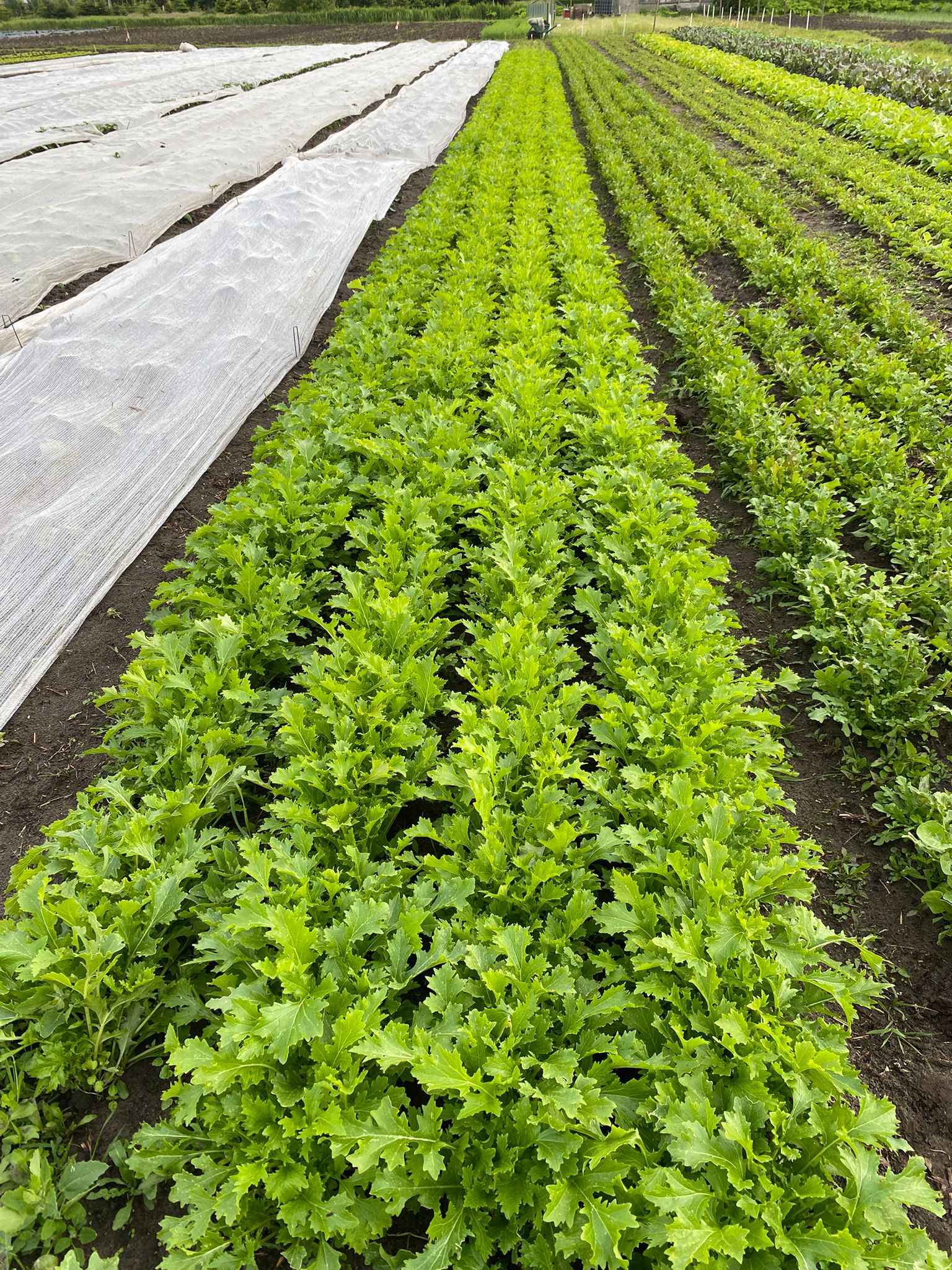 Rijen jonge groene gewassen op het veld