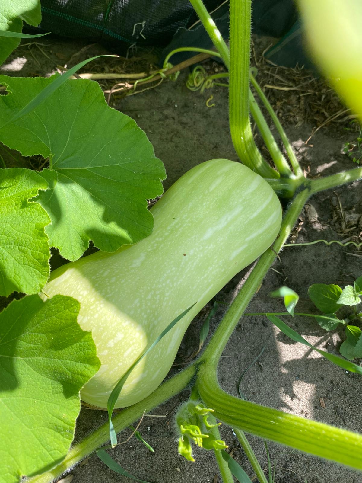Jonge pompoen aan de plant, klaar om te groeien