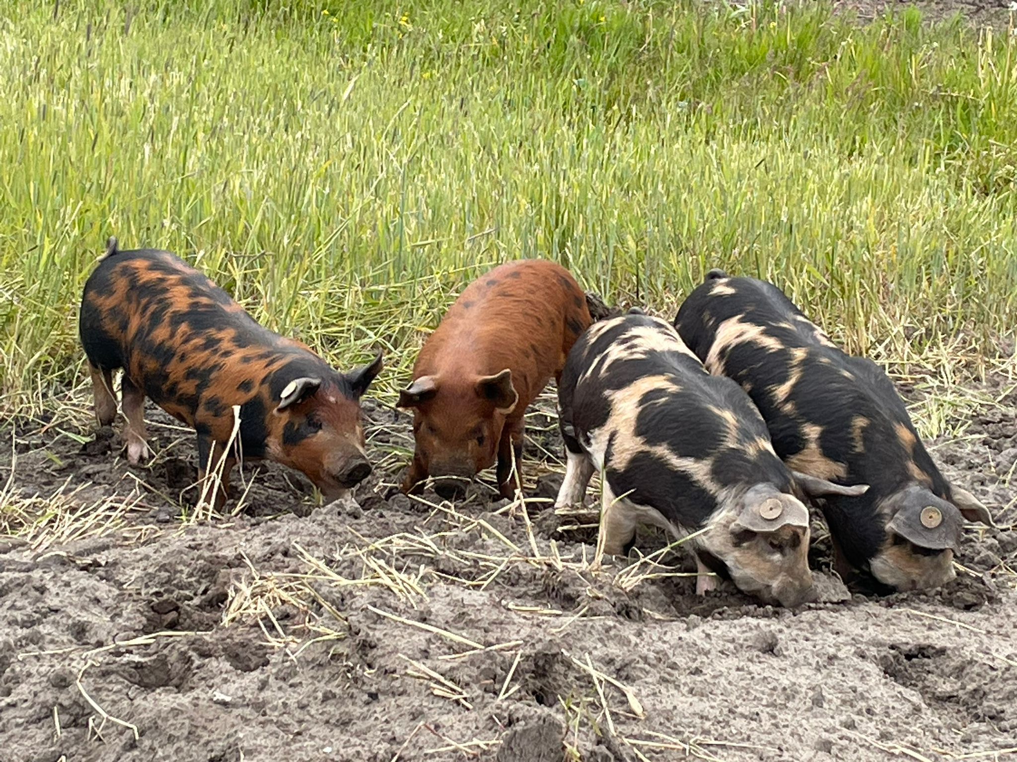 Scharrelvarkens op de tuinderij