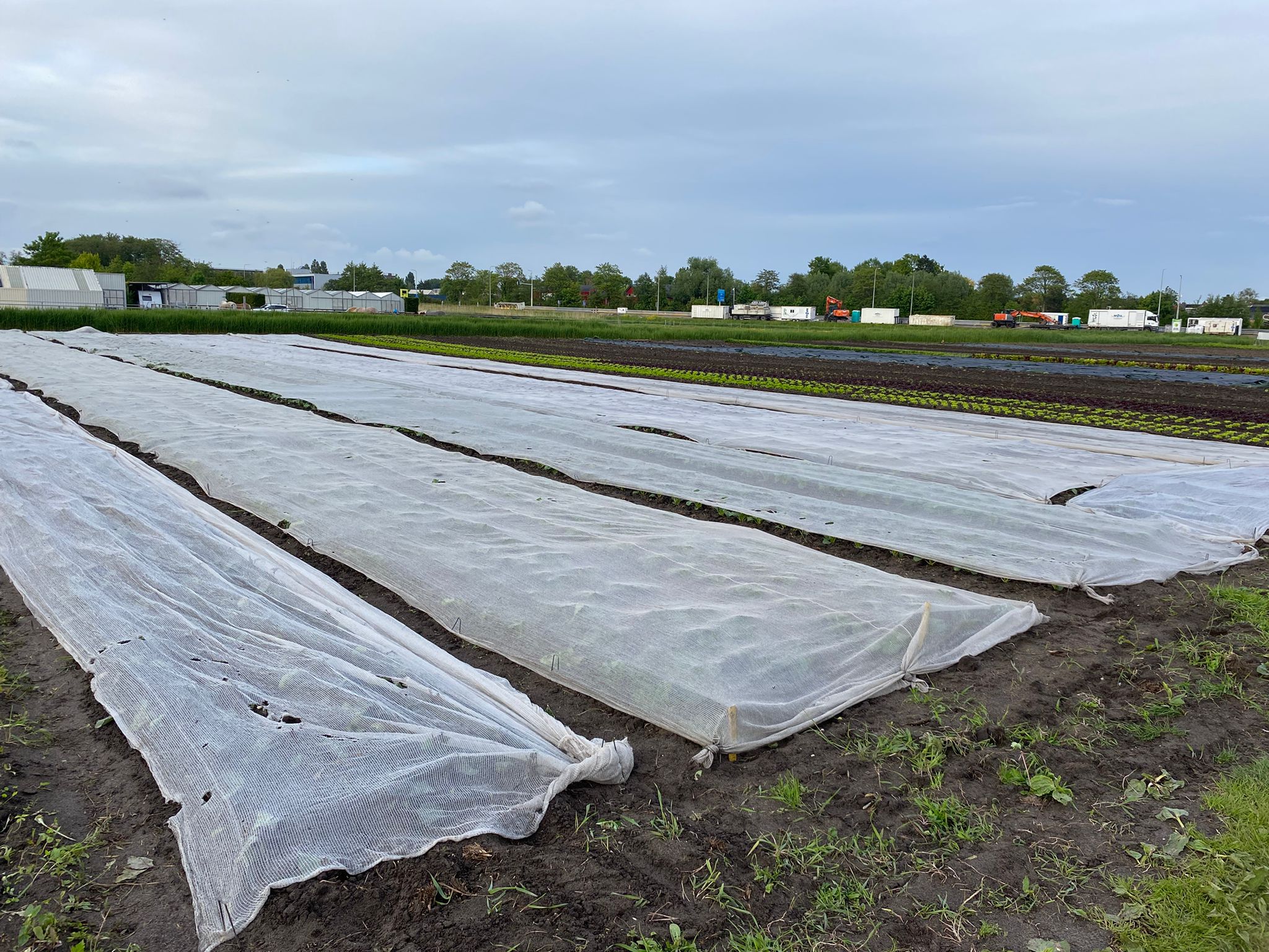 Velden afgedekt met vliesdoek op de tuinderij