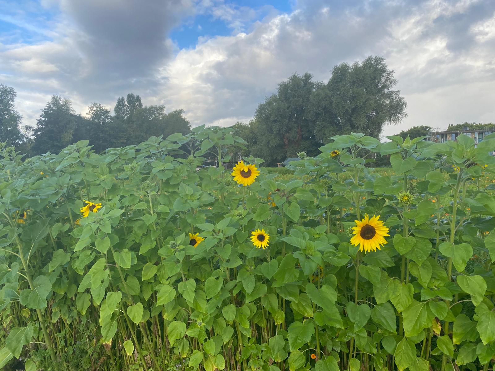Zonnebloemenveld op de tuinderij
